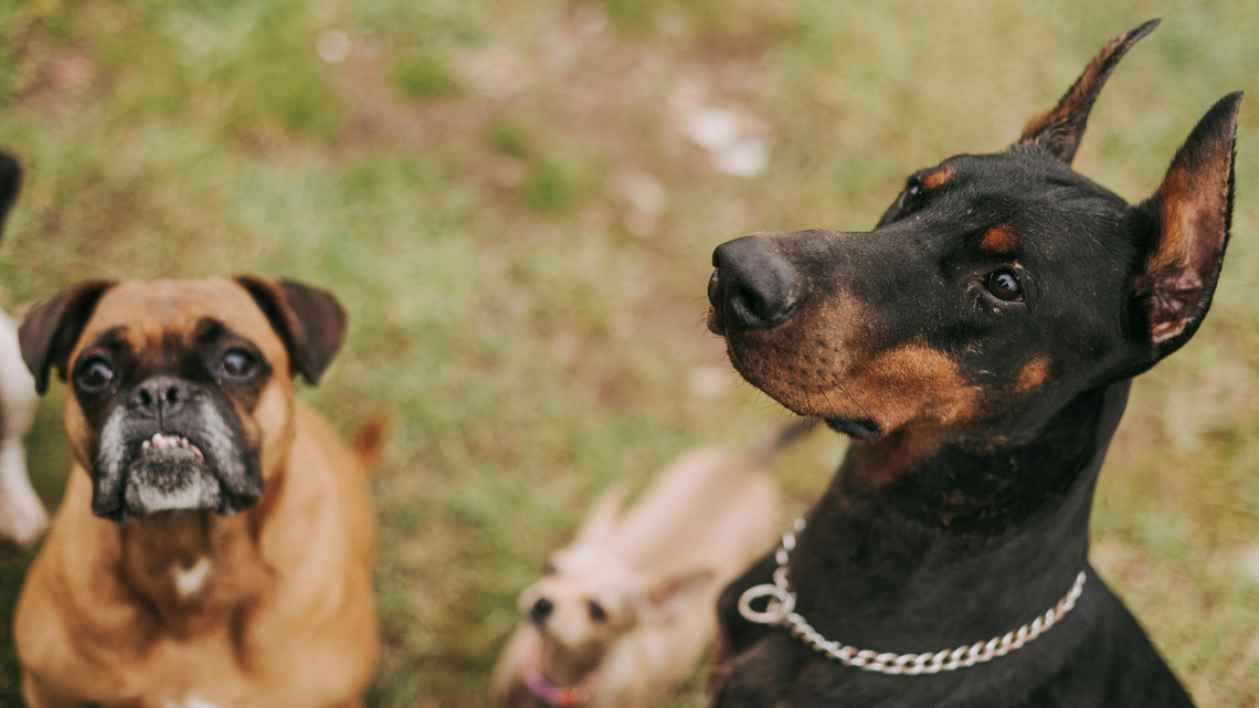 Wprowadzą obowiązkowe OC dla właścicieli psów. Pytania do ministra