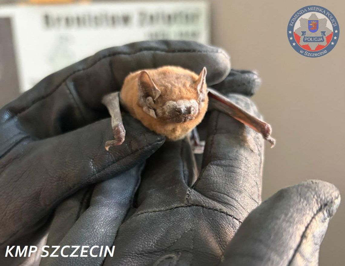 Policyjne serce dla natury. Jak nietoperz trafił z chodnika pod opiekę specjalistów