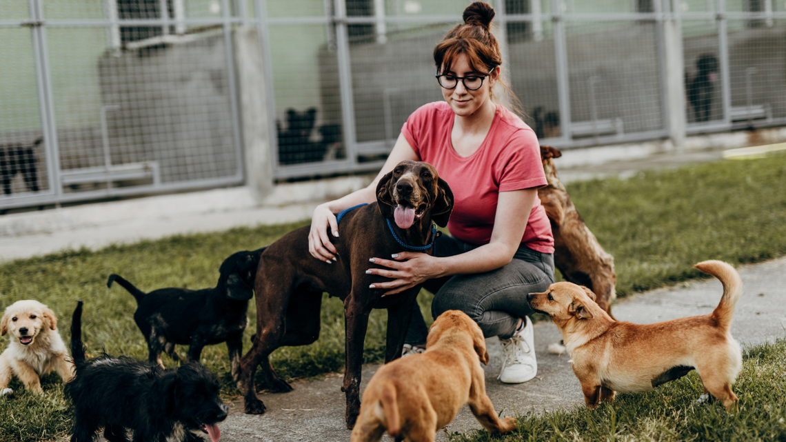 Psinder, czyli taki Psi Tinder. Przyspiesza proces adopcyjny