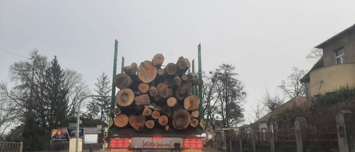 Puszcze Bukowa i Goleniowska nikną w oczach. Tną na potęgę