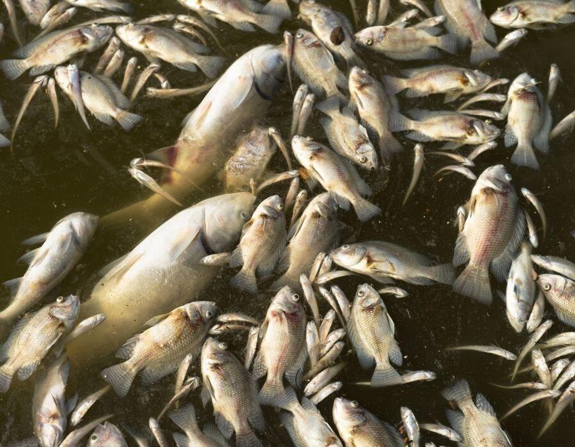 Katastrofalny brak tlenu też w Odrze. Co wywołuje przyduchę i jak reagować Katastrofalny brak tlenu też w Odrze. Co wywołuje przyduchę i jak reagować