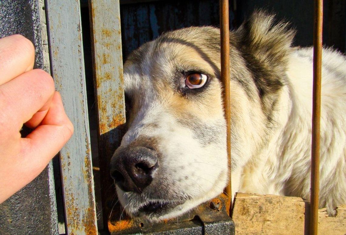 Schroniska dla zwierząt pod ścisłym nadzorem. Kontrole przynoszą rezultaty Schroniska dla zwierząt pod ścisłym nadzorem. Kontrole przynoszą rezultaty