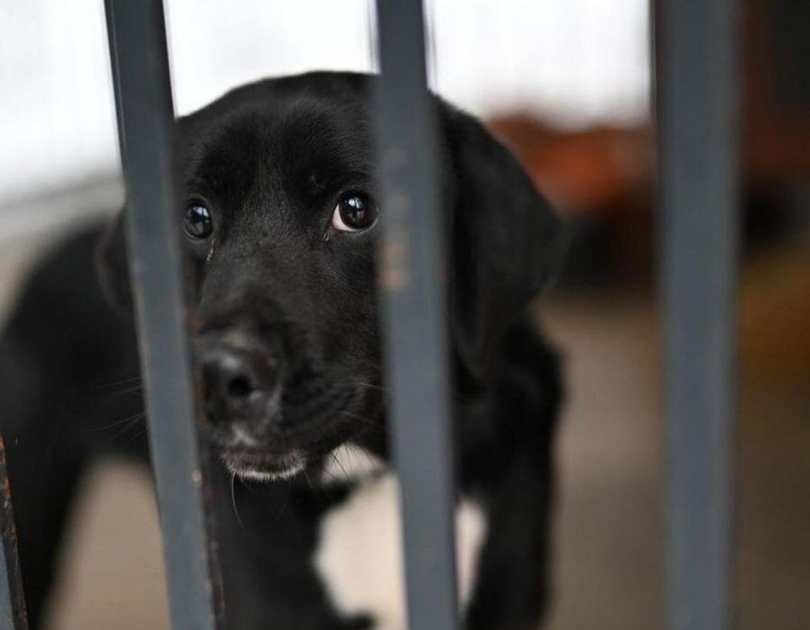 Prokuratura zajęła się schroniskiem dla zwierząt. Po protestach zrobili śledztwo