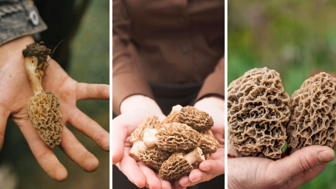 Wiosną sezon na grzyby w pełni. Grzybiarze ruszyli na grzybobranie