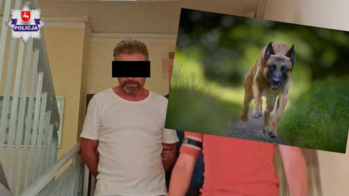 Właściciel psów skazany za to, że jego owczarki belgijskie uśmierciły rowerzystę