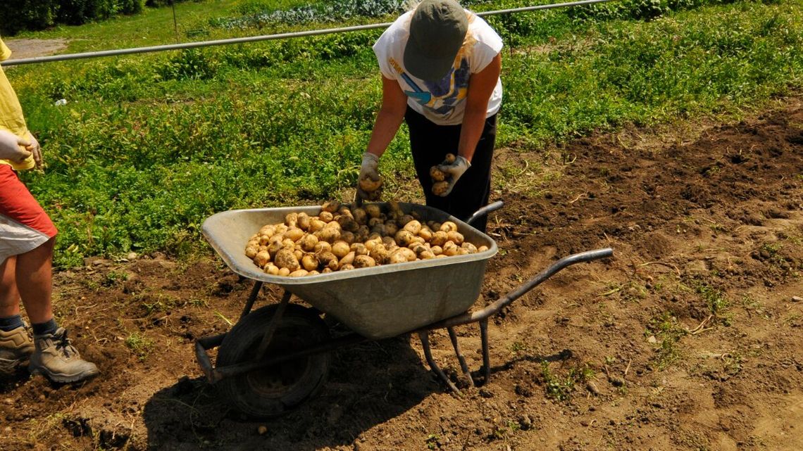 Święto ziemniaka a kryzys nadpodaży. Ile bulw zjadają Polacy i co z cenami w skupie