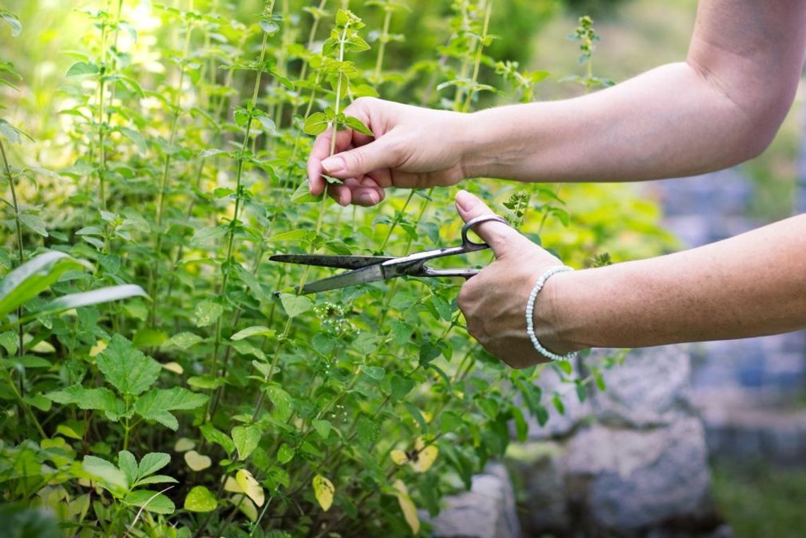 Oregano bez oregano. Fałszerstwa przypraw