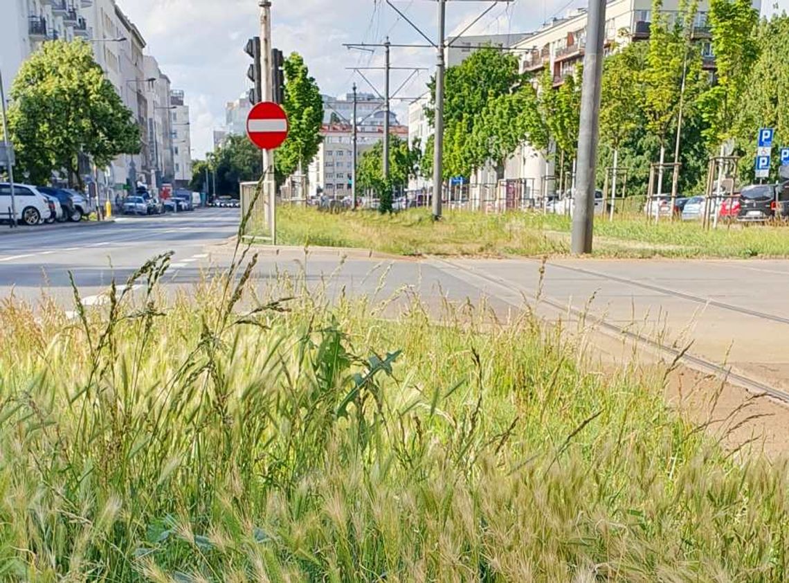 Dla psa nawet trawnik może być groźny