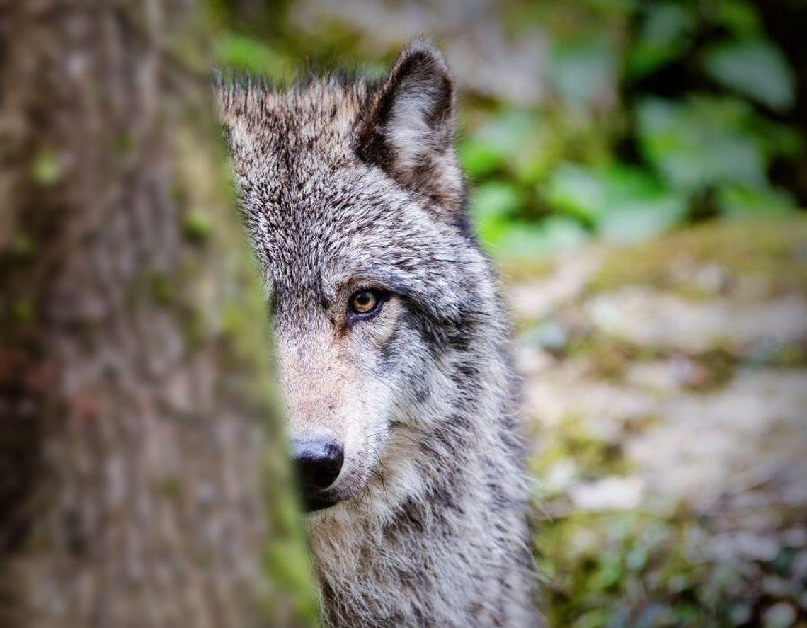 Populacja wilka w Polsce rośnie. Jak bezpiecznie żyć w sąsiedztwie dzikich drapieżników Populacja wilka w Polsce rośnie. Jak bezpiecznie żyć w sąsiedztwie dzikich drapieżników