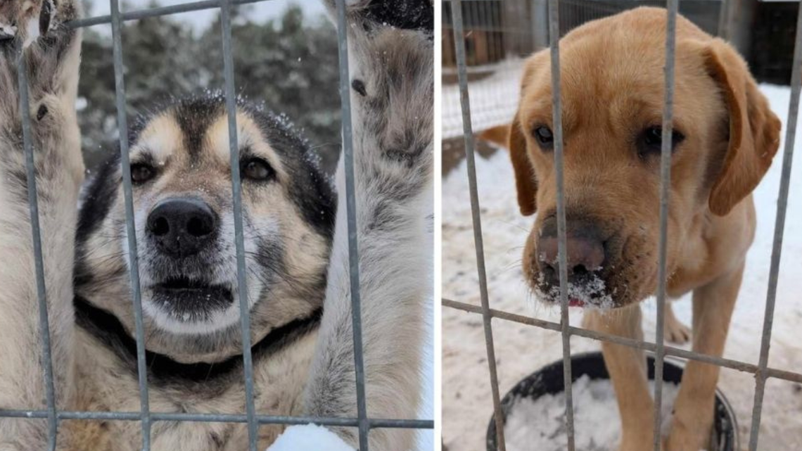 Dramatyczne warunki dla zwierząt domowych. Zima testuje naszą empatię