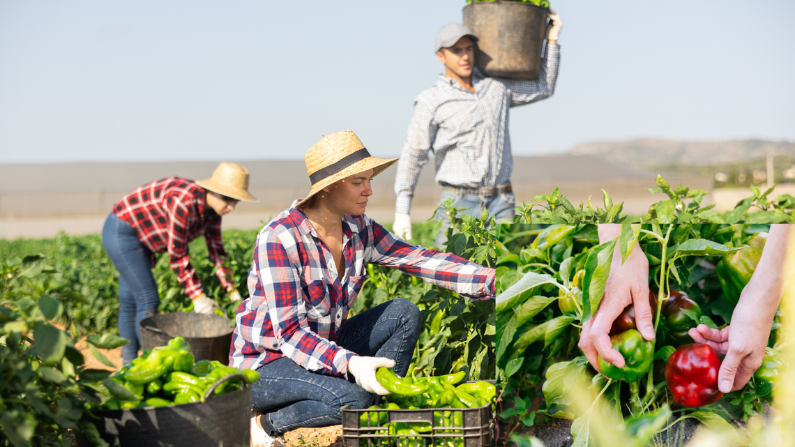 Zamiast organizować samozbiory, zaorają swoje pola Zamiast organizować samozbiory, zaorają swoje pola