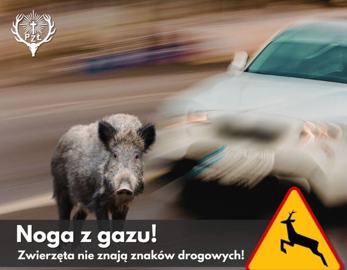 Znak ostrzegawczy nie stoi przypadkiem. Zwolnij, nim pod koła wyskoczy zwierzę Znak ostrzegawczy nie stoi przypadkiem. Zwolnij, nim pod koła wyskoczy zwierzę